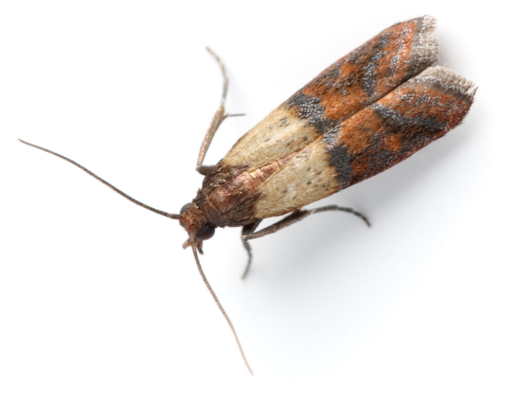 moth