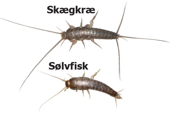 Skaegkrae-kontra-solvfisk-tegning-tekst