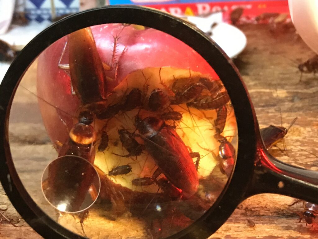cockroach-in-the-dirty-kitchen-1024×768