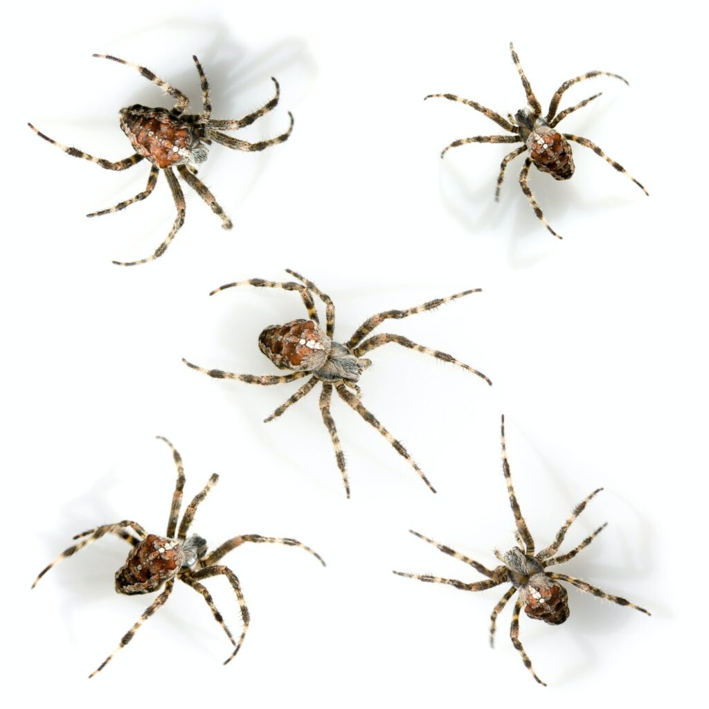 spider-1024×1024