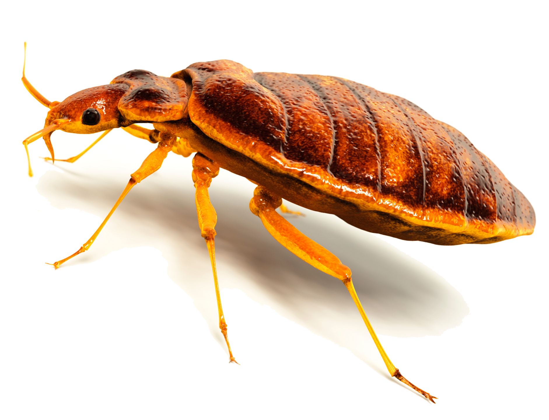 Væggelus 3